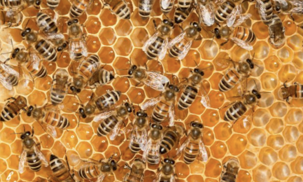 Des colonies d’abeilles meurent après l’utilisation d’une cire contenant des… pesticides ! Une information judiciaire ouverte par le parquet de Vienne