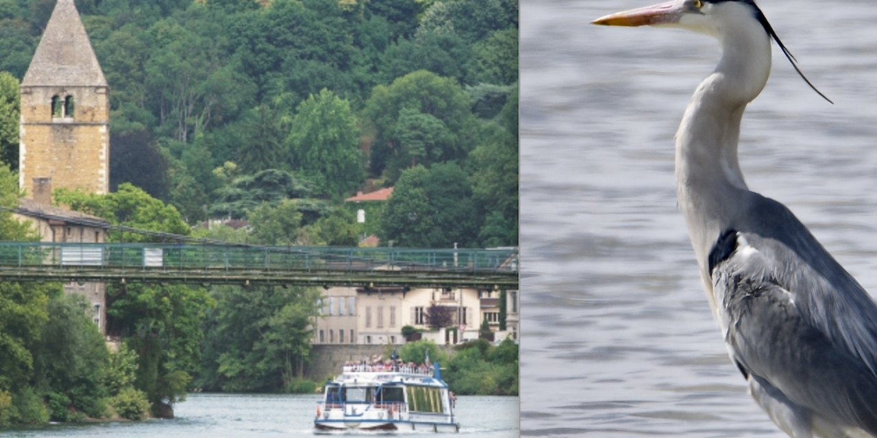 Nouveau : des croisières « naturalistes » organisées sur la Saône pour observer castors et oiseaux