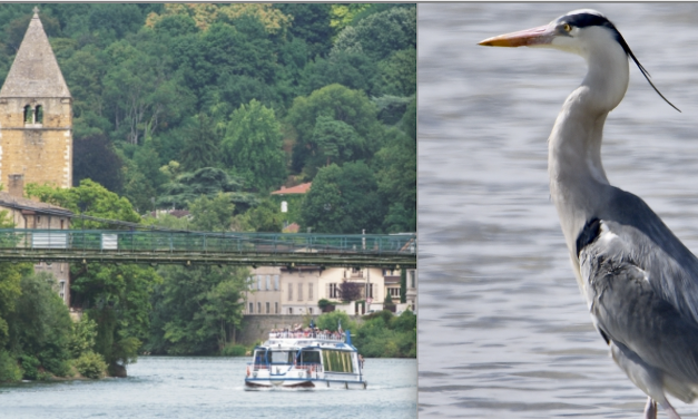 Nouveau : des croisières « naturalistes » organisées sur la Saône pour observer castors et oiseaux