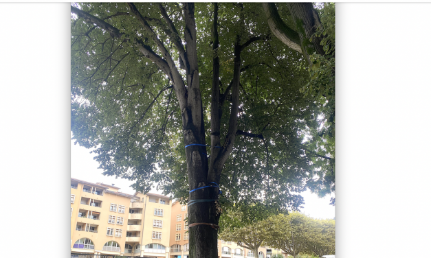 Un magnifique tilleul va être abattu au Jardin de ville à Vienne : son tronc s’est fissuré