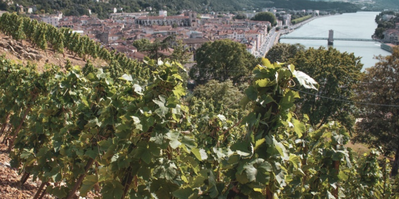 Les 20e Pressailles de Vitis Vienna ont lieu samedi : elles précéderont-enfin !- l’obtention fort probable de l’appellation au printemps prochain