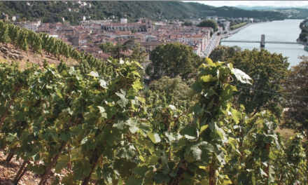 Les 20e Pressailles de Vitis Vienna ont lieu samedi : elles précéderont-enfin !- l’obtention fort probable de l’appellation au printemps prochain