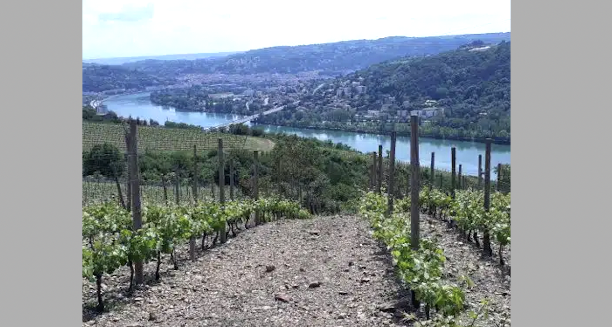 L’annonce du classement en  appellation Côtes-du-Rhône  des coteaux : la municipalité de Chasse-sur-Rhône s’inquiète « des risques environnementaux »