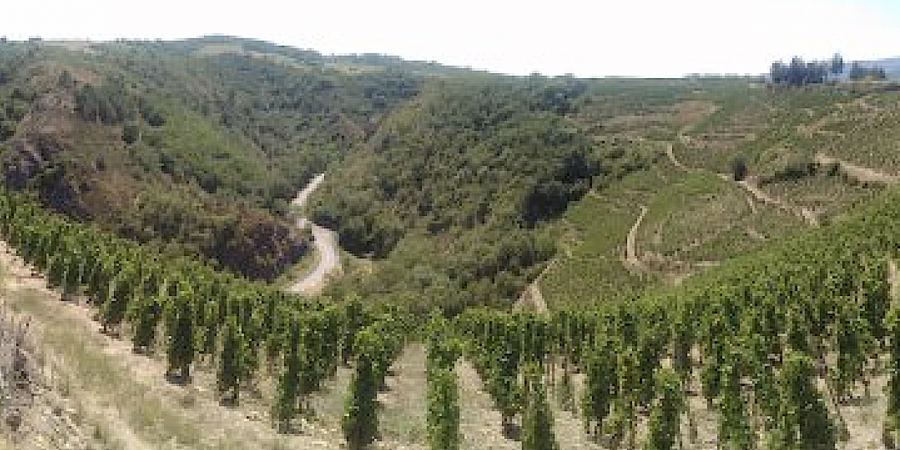 Des vignes en appellation Condrieu d’un domaine viticole saccagées près de Malleval dans le Pilat : 150 pieds endommagés