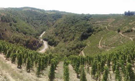 Des vignes en appellation Condrieu d’un domaine viticole saccagées près de Malleval dans le Pilat : 150 pieds endommagés