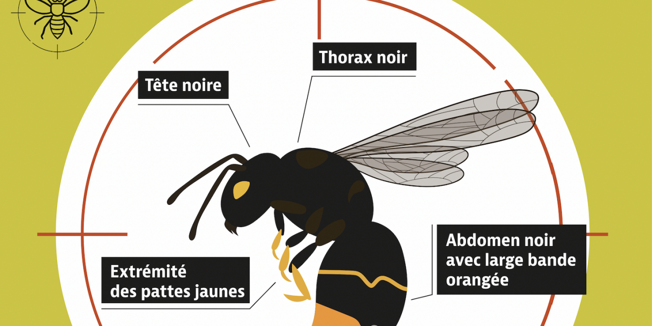 Comment lutter contre le frelon asiatique : une réunion publique organisée à Chuzelles