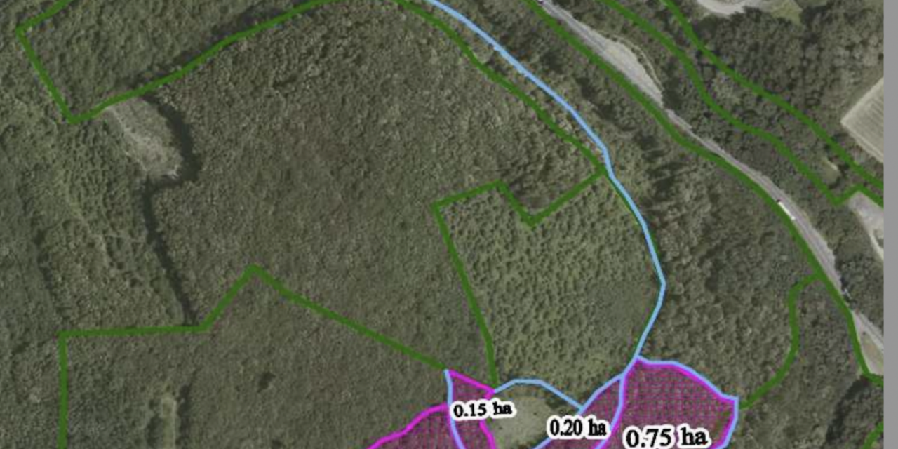 Coupe rase de près de 2 ha dans la Forêt de Malissol à Vienne : une réunion publique le 3 mars